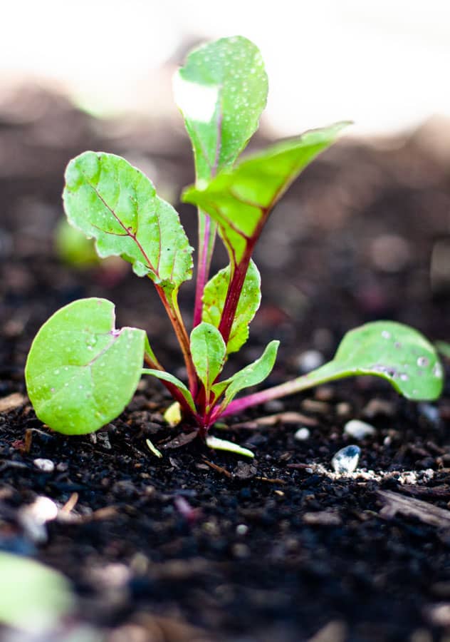 Beet Sprout